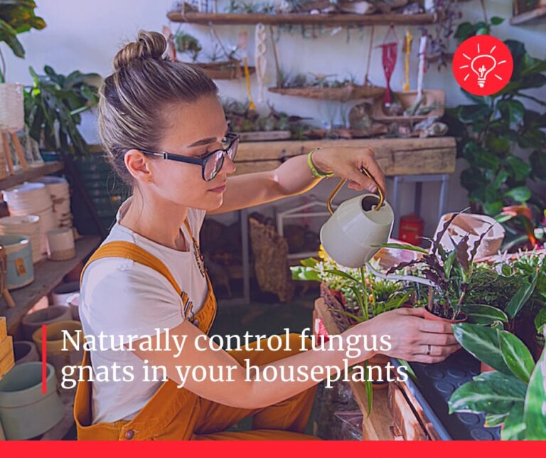 Control Annoying Fungus Gnats With Natural Products Summit 