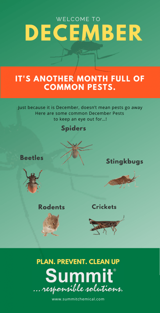 December Pests