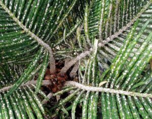 Asian Cycad Scale Appears on King Sago and Queen Sago Palms