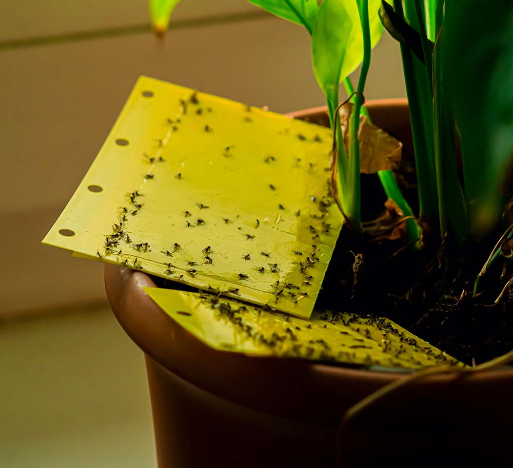 Fungus Gnats and yellow sticky traps