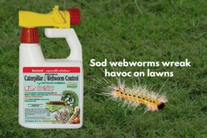 Sod webworms wreak havoc on lawns