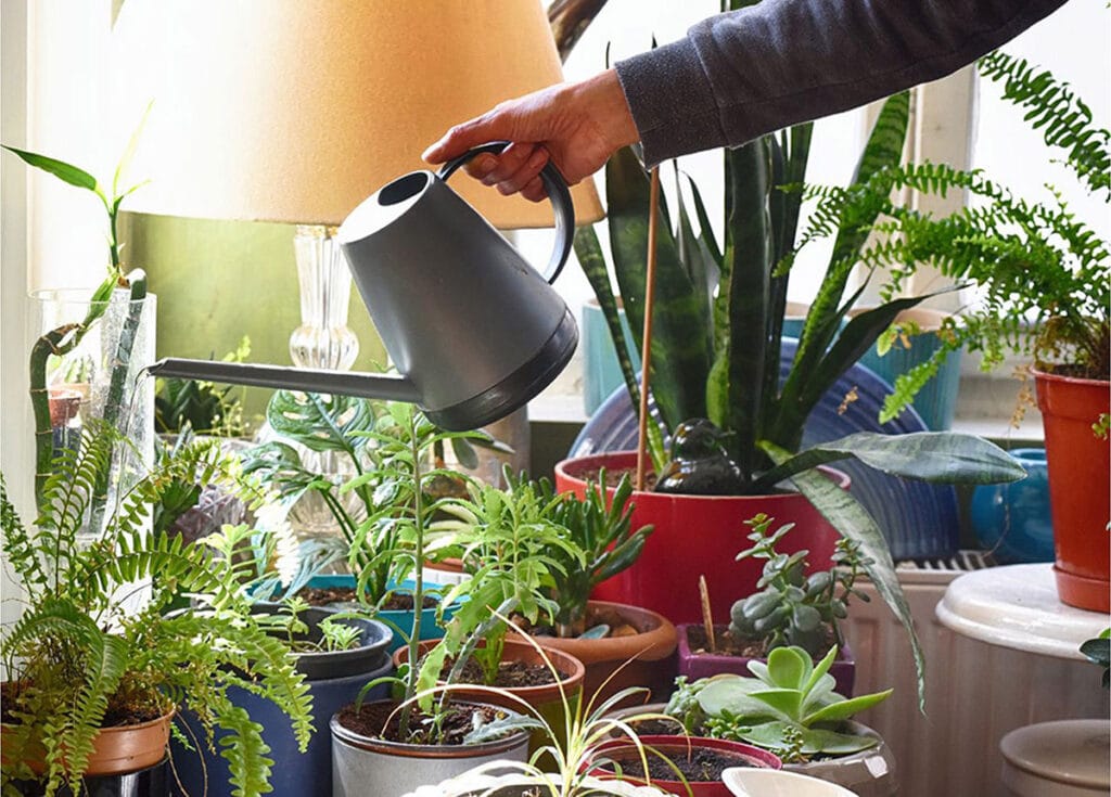 Winter Care for Houseplants is More of a Challenge Thank You Think