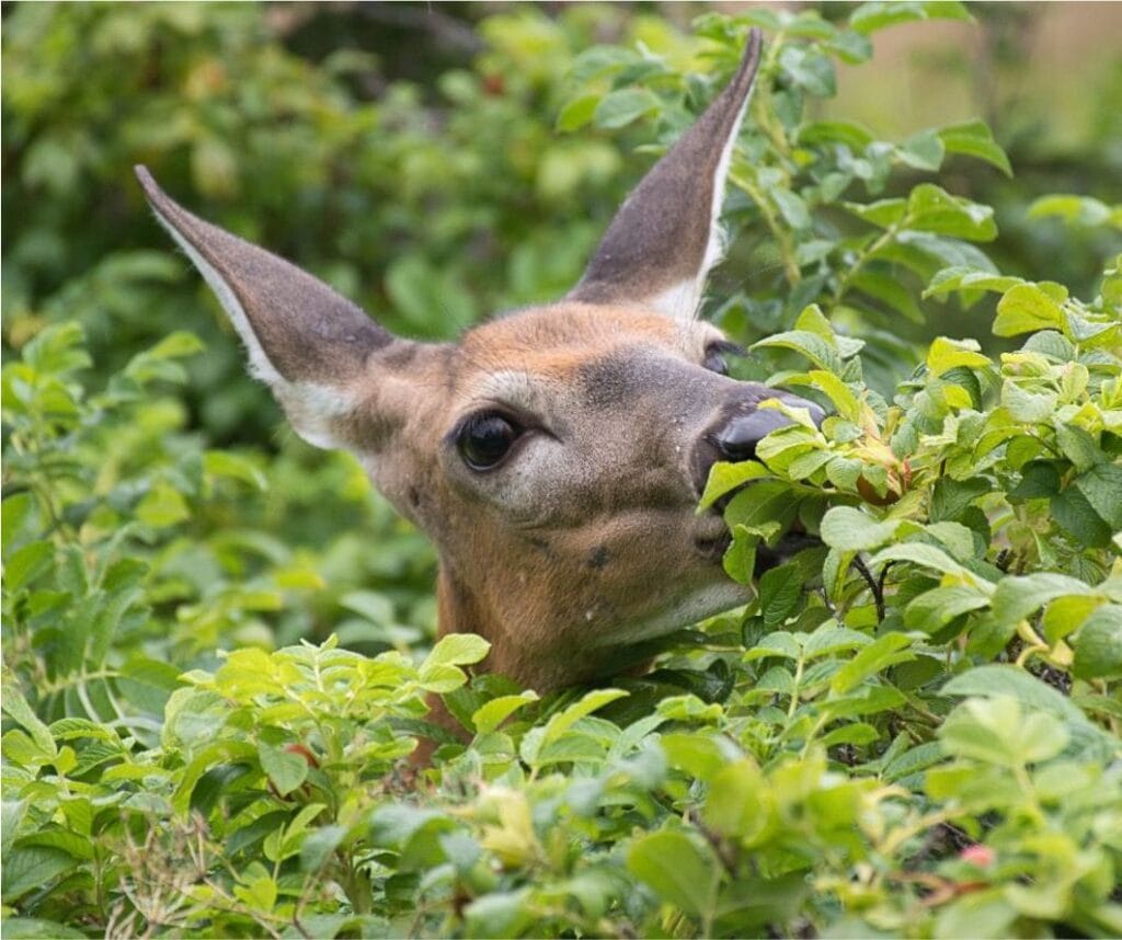 Deer Ban™