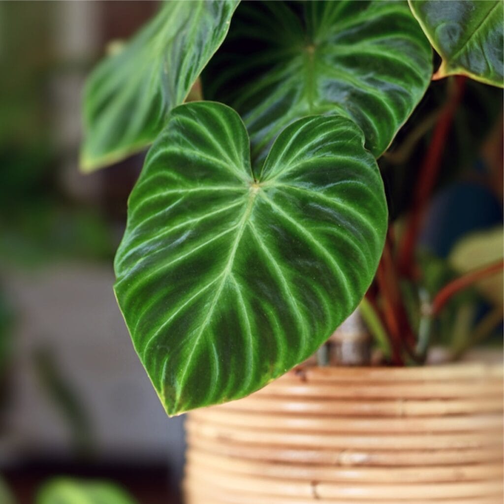 Houseplants
