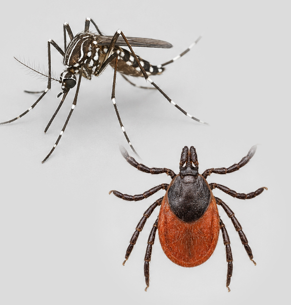 Summit-Tick-and-Mosquito-Field-Guides